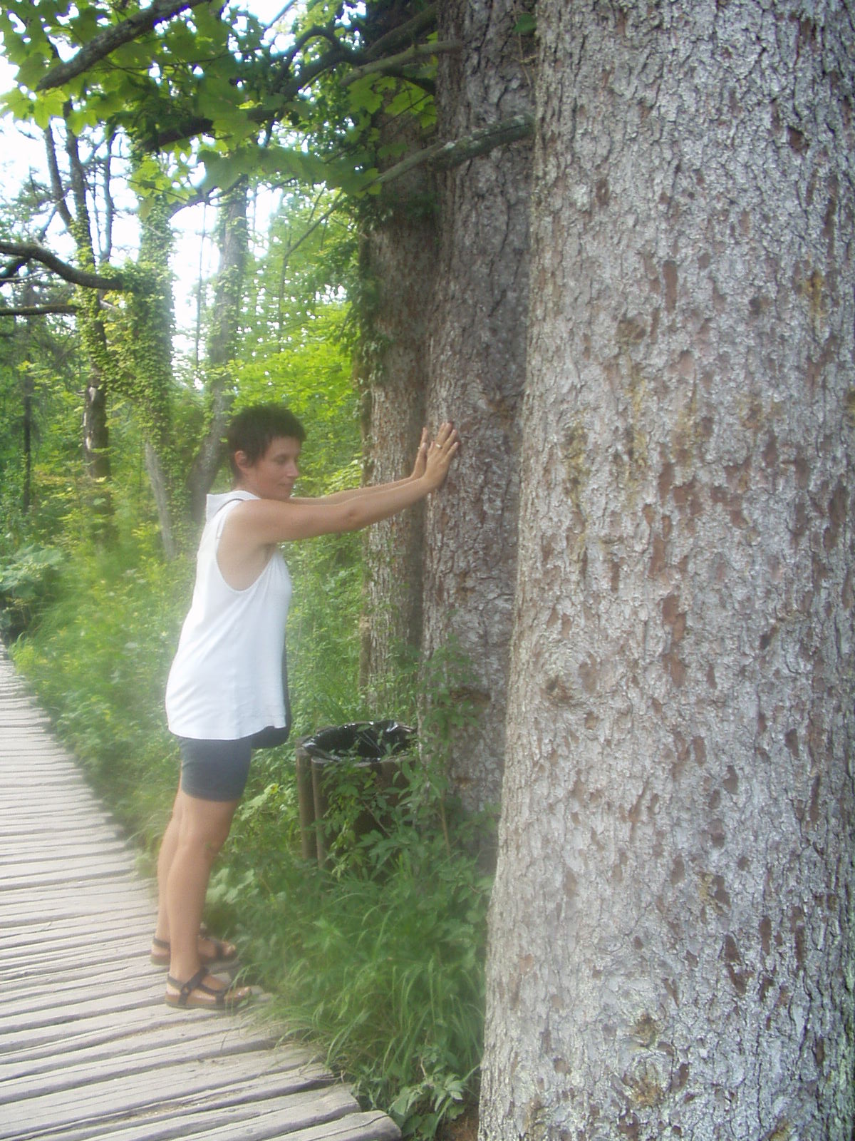 Spontaniczna praktyka drzewa nad jeziorami w Plitvicach Plitvice 21 VIII 2003 roku fot. Marian Nosal
